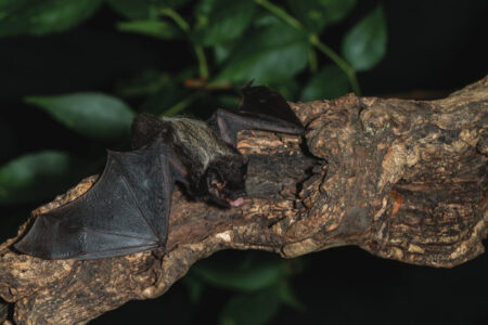 Silver-haired Bat taken in southern MN under controlled conditions